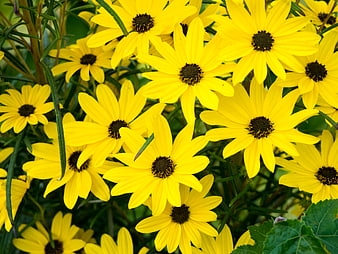 Vibrant Yellow Black-Eyed Susans in Full Bloom