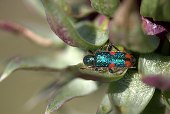 Macro shot of iridescent blue beetle with red spots on plant