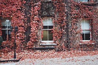 Autumn Ivy Covered Stone Building with Red Leaves