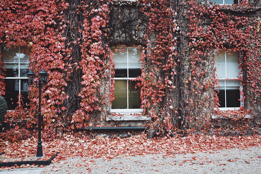 Autumn Ivy Covered Stone Building with Red Leaves
