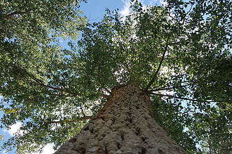 Low Angle View Of Tree Trunk And Green Leaves Against Blue Sky