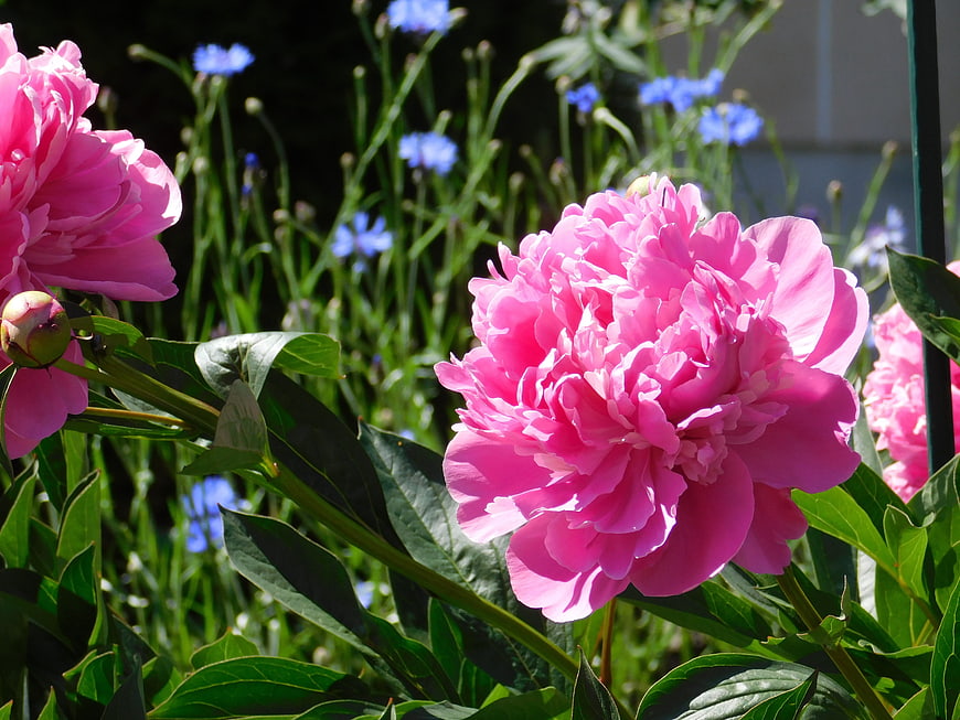 Vibrant Pink Peonies in a Sunny Garden
