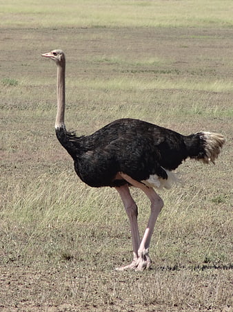 Male Ostrich Standing in Dry Savannah Grassland