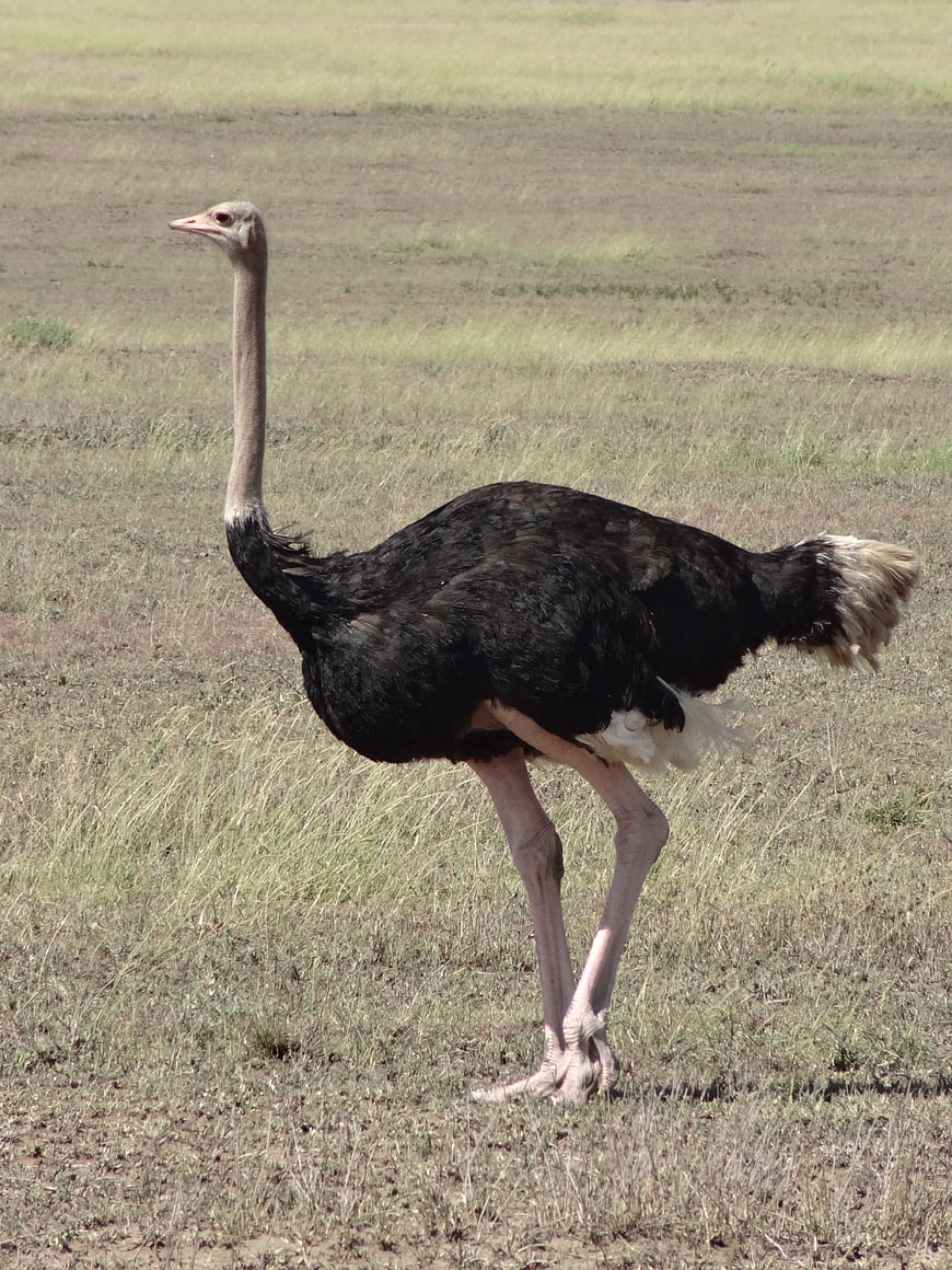 Male Ostrich Standing in Dry Savannah Grassland