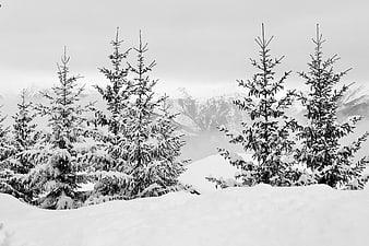 Snowy Alpine Fir Trees With Distant Mountain Ranges