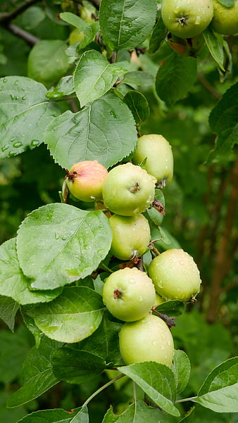 Fresh Green Apples with Raindrops on Tree Branch