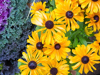 Vibrant yellow black-eyed susans with purple kale