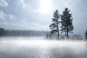 Misty Lake with Pine Trees and Morning Fog
