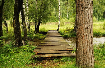 Rustic wooden footbridge crossing a stream in a lush green forest