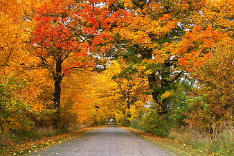 Vibrant Autumn Road Lined with Colorful Trees