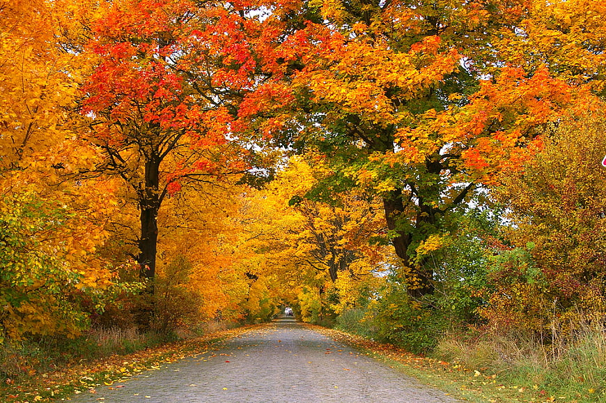 Vibrant Autumn Road Lined with Colorful Trees