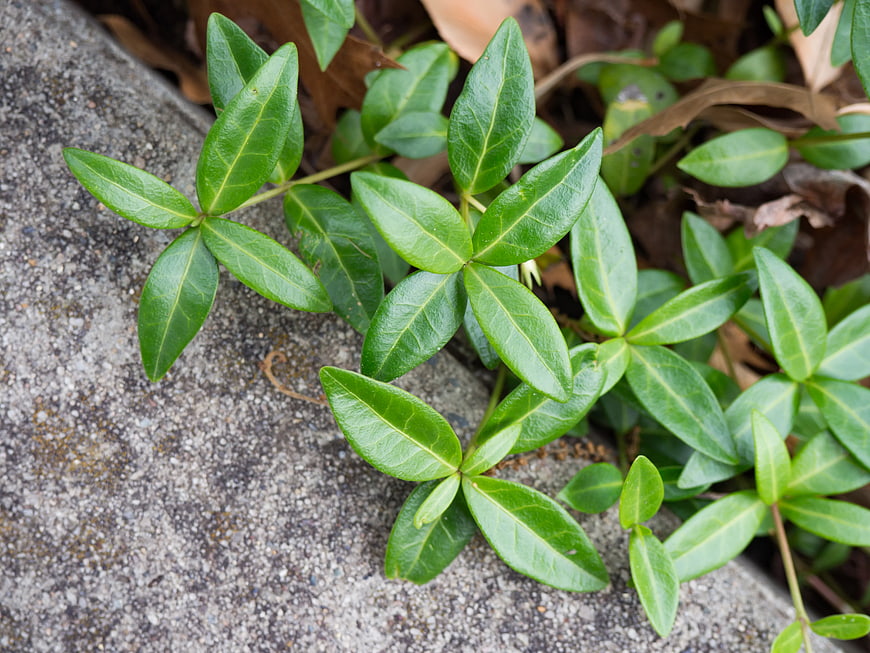Close-up of Green Ivy Leaves Growing on Concrete
