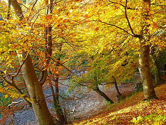 Sunlit autumn forest path with golden leaves