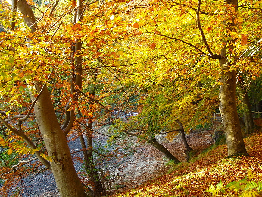 Sunlit autumn forest path with golden leaves