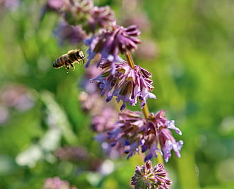 Honeybee Flying Towards Purple Wildflower in Summer