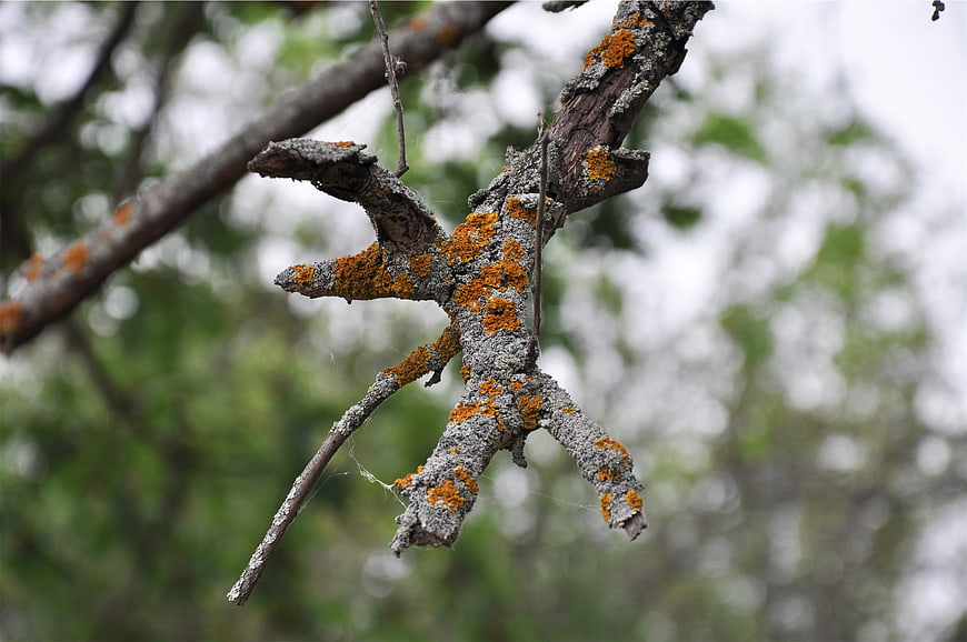 Close-up of tree branch with orange lichen and spider web