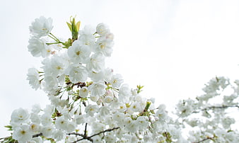 White cherry blossoms against a bright sky background