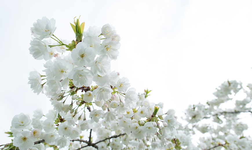 White cherry blossoms against a bright sky background