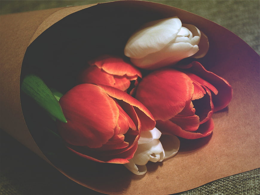 Red and white tulips wrapped in brown paper