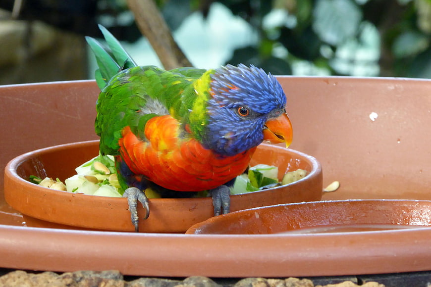 Rainbow Lorikeet Eating Fruit in Clay Bowl