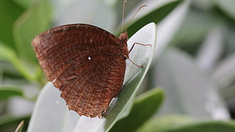 Brown butterfly resting on a green leaf in nature
