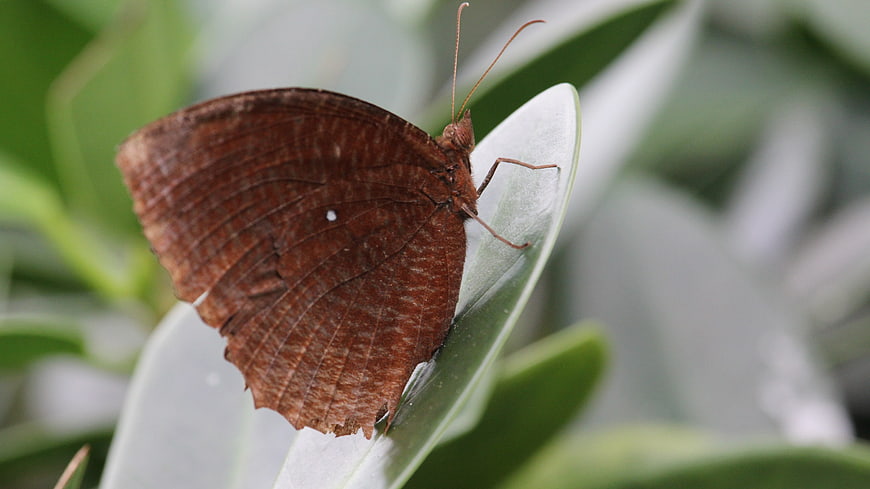 Brown butterfly resting on a green leaf in nature