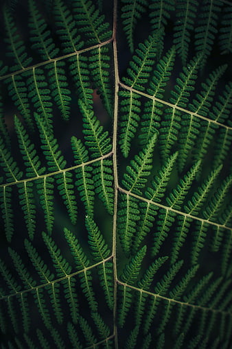 Close-up of green fern frond with detailed texture