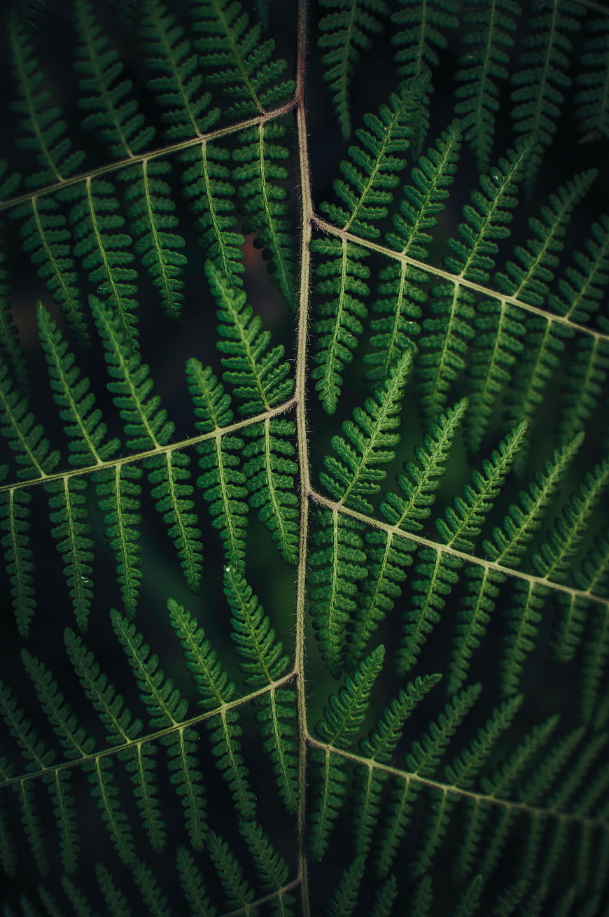 Close-up of green fern frond with detailed texture