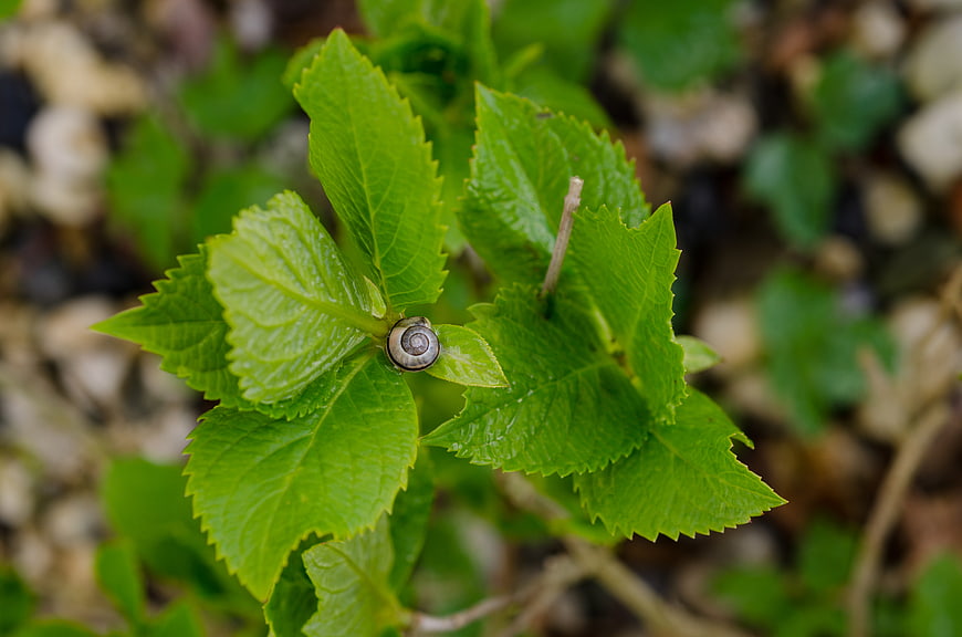 Close-up of a small snail shell on a green hydrangea leaf