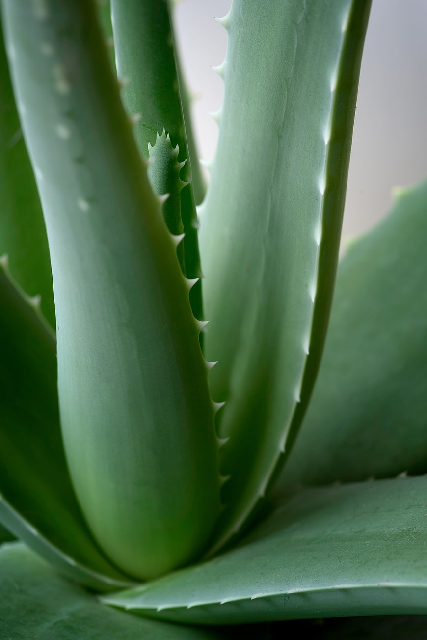 Close-up of Aloe Vera Leaves with Spiky Edges