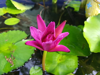 Vibrant Pink Water Lily Blooming in Pond