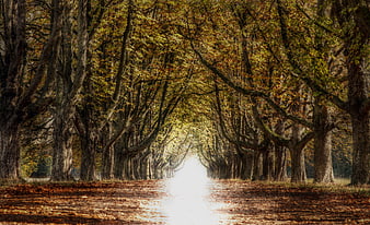 Mystical Autumn Tree Tunnel With Bright Light At The End
