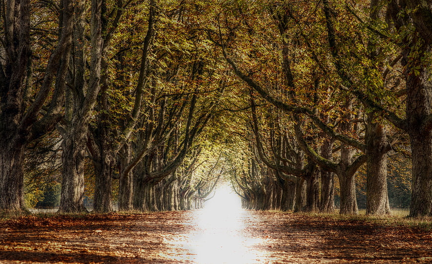 Mystical Autumn Tree Tunnel With Bright Light At The End