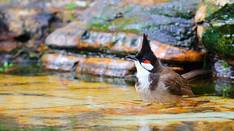 Red-whiskered Bulbul Bird Bathing in Stream