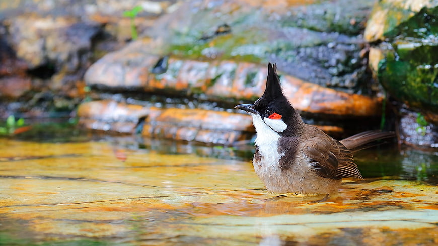 Red-whiskered Bulbul Bird Bathing in Stream