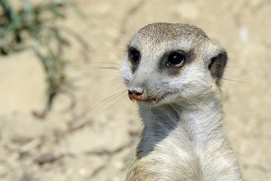 Close-up portrait of a meerkat with sandy background