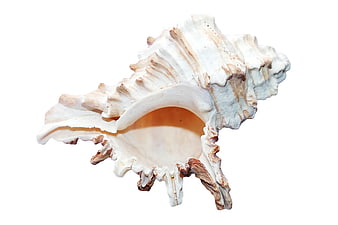 White Murex Sea Shell Isolated on White Background