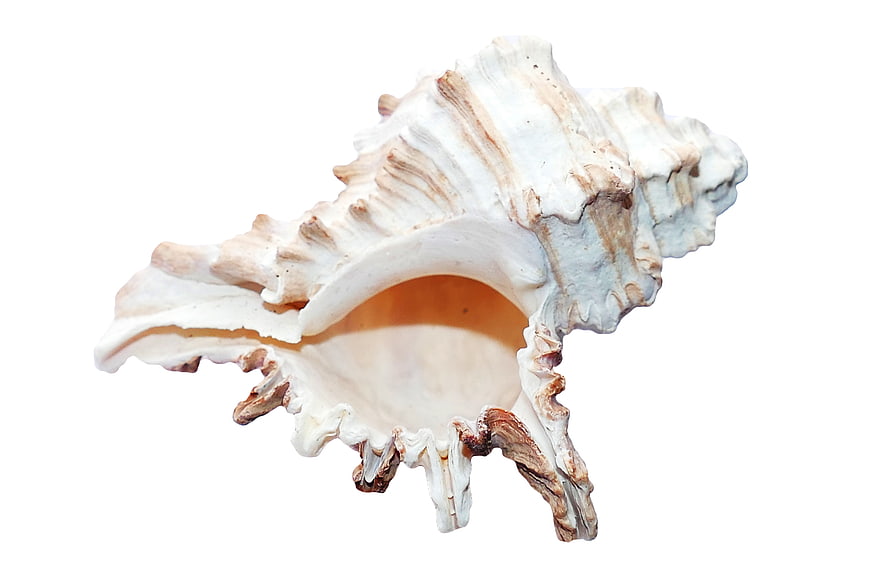White Murex Sea Shell Isolated on White Background