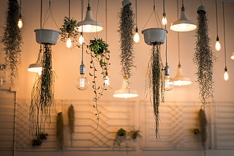 Hanging plants and vintage light bulbs in a cozy interior