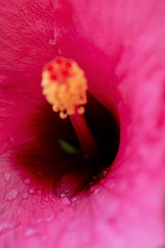 Macro Close-Up of Vibrant Pink Hibiscus Flower with Water Droplets