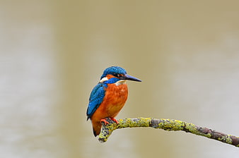 Common Kingfisher Perched on Mossy Branch