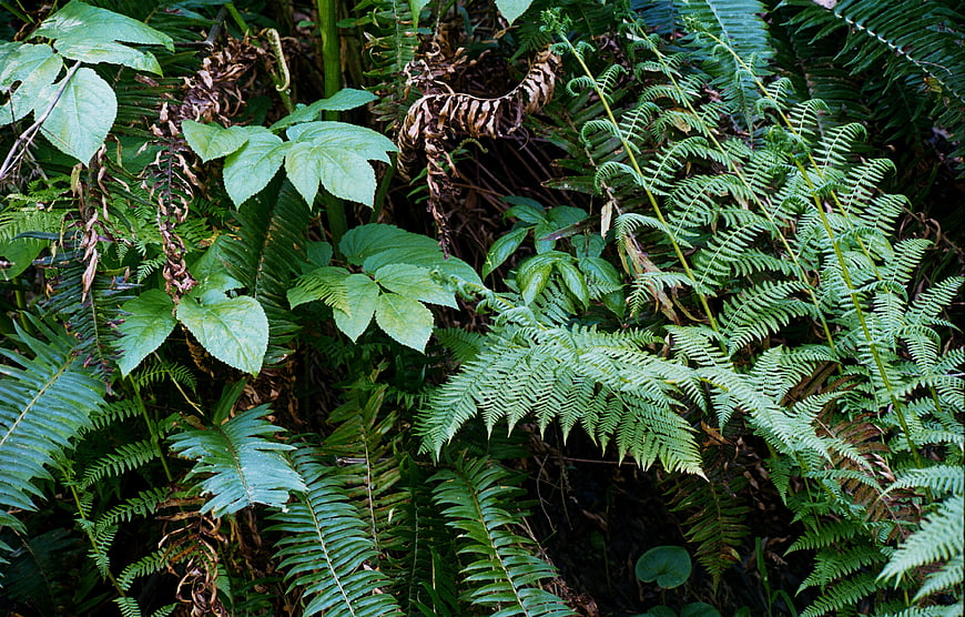 Lush green ferns and forest foliage closeup