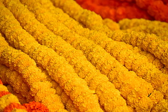 Close-up of vibrant yellow marigold flower garlands