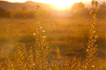 Golden hour wildflowers in a sunlit field
