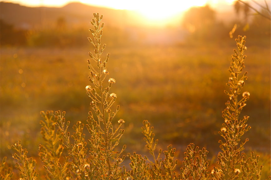 Golden hour wildflowers in a sunlit field