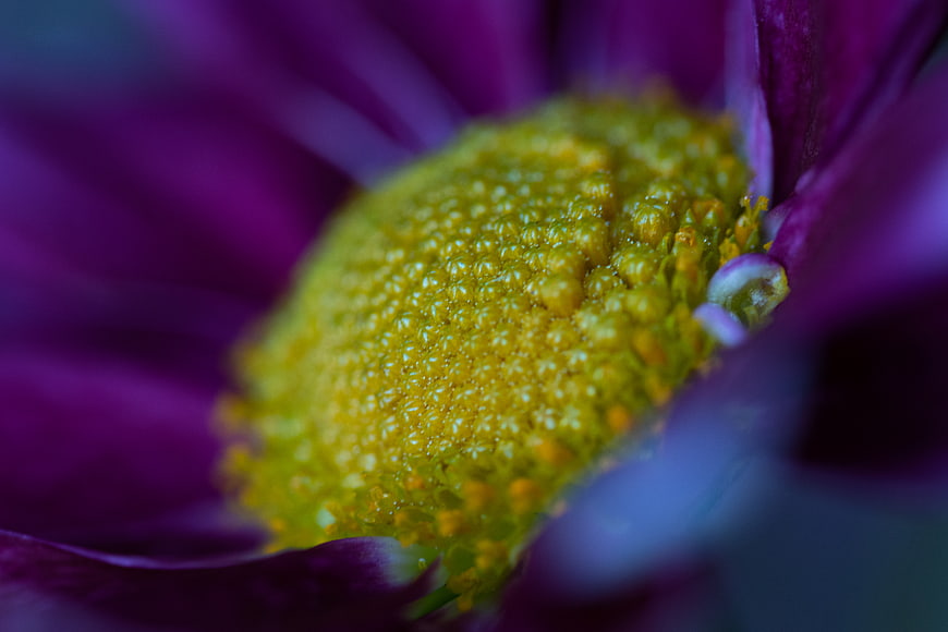 Macro Close-Up of Purple Flower with Yellow Center