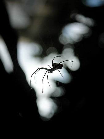 Silhouette of a Black Widow Spider on Web