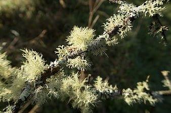 Close-up of pale yellow lichen growing on a tree branch