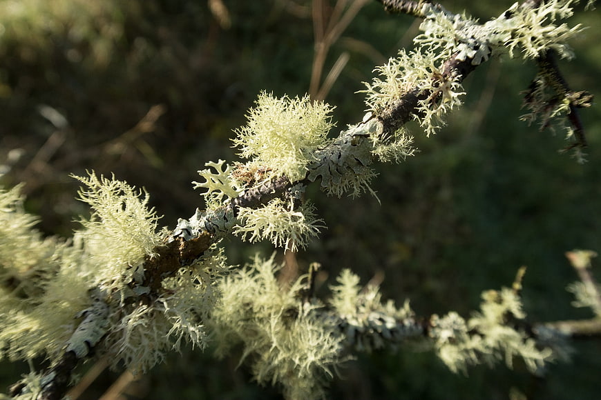 Close-up of pale yellow lichen growing on a tree branch