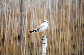 Seagull perched on wooden post against blurred reeds